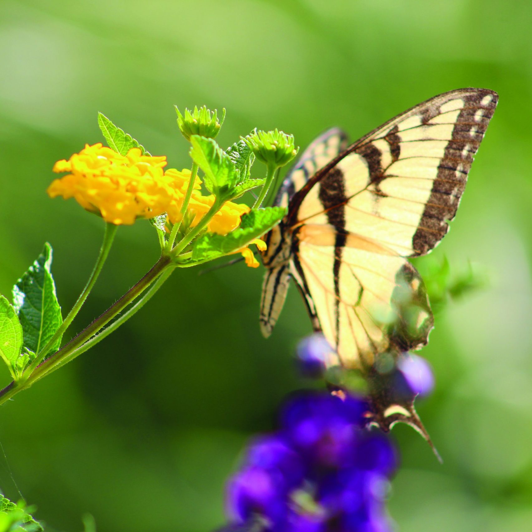 Butterfly_2817